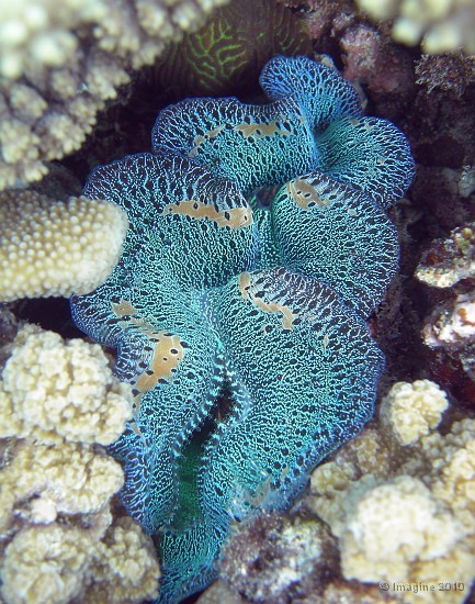 83- Un enorme benitier encastre dans le corail - Kouare.JPG